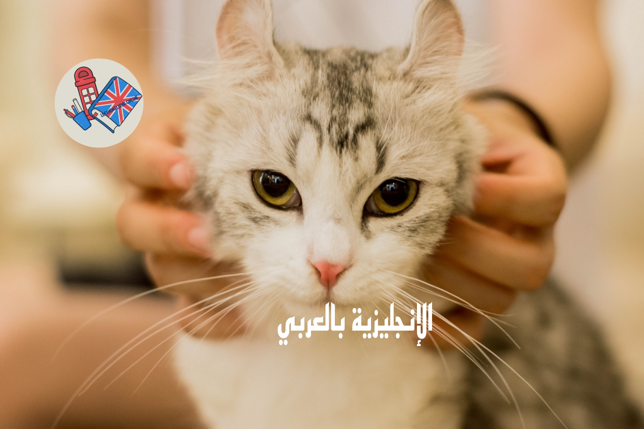 موضوع أو درس عن الحيوانات الأليفة بالإنجليزي والعربي